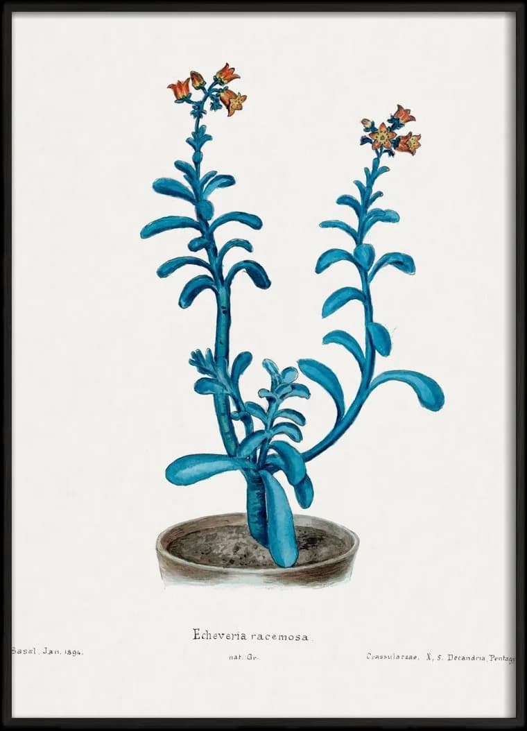 A botanical illustration of a blue Echeveria in a pot, in a black frame.