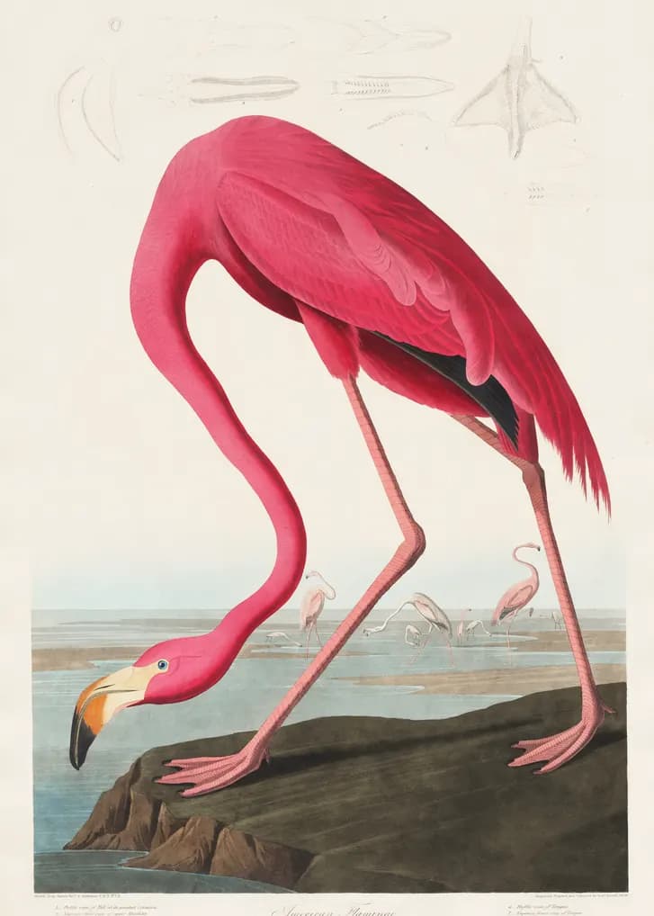 An illustration of an American flamingo bending to feed.